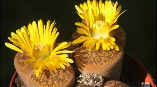 Lithops loganiae 