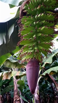 Banana bunch forming with flower still attached