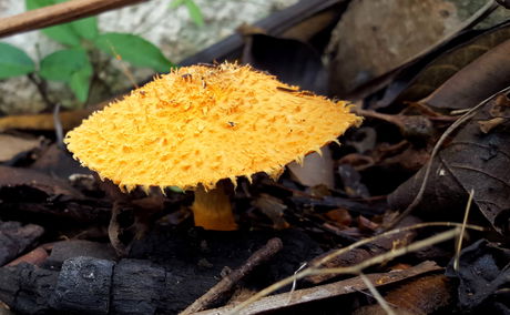 Mushroom - Kingdom of Fungi - found in garden at Nabana Lodge on the Panoramam route