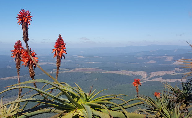 Lookout point at Gods Window -Aloes in bloom- a daytrip from Nabana Lodge