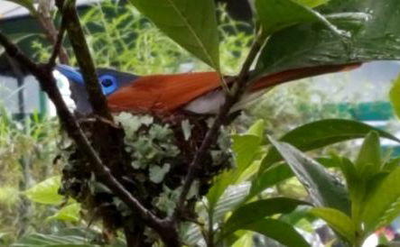 African paradise flycatcher - Terpsiphone viridis - in the garden at Nabana Lodge