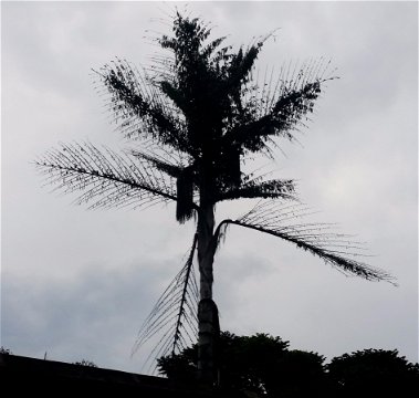 Balding fish tail palm where weavers harvest nesting material