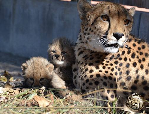 Cheetah cubs born at HESC close to Nabana Lodge