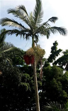 Spectacular clusters of flowers and fruit of Veitchia merililli (Christmas Palm tree) at Nabana Lodge