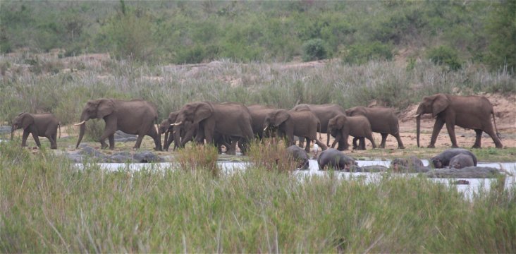 Elephant herd in Kruger National Park near Nabana Lodge