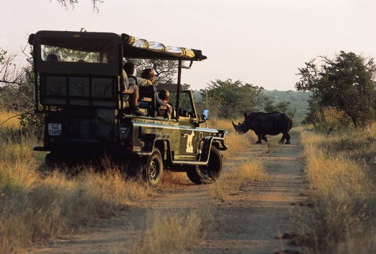 Encountering Rhino in the Kruger National Park - close to Nabana Lodge