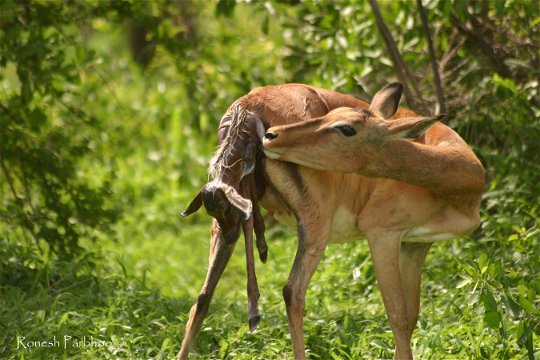 Impala giving birth