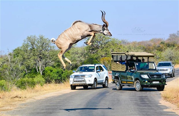 Arno Pietersen's amazing once in a lifetime shot of a kudu bull jumping accross the road in Kruger Park