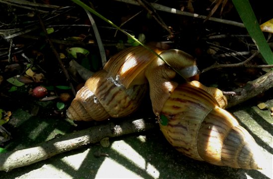 Giant African land snail Achatina fulica 