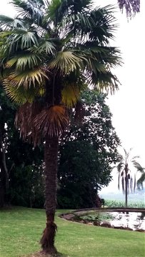 Chinese Fan Palm (Livistona Chinensis) at Nabana Lodge