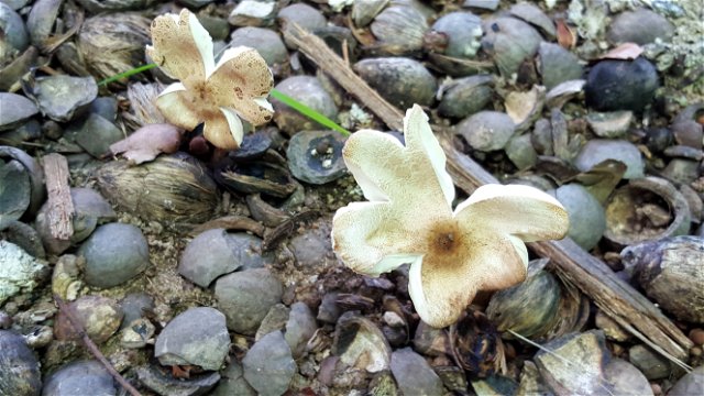 Flower-like form of Fungi in found in the gardens at Nabana Lodge near Hazyview