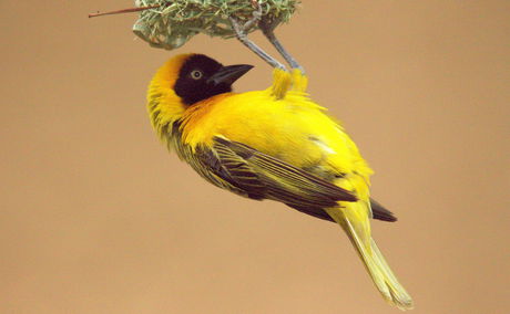 Nesting southern masked weaver - photographer Naomi Corinaldi