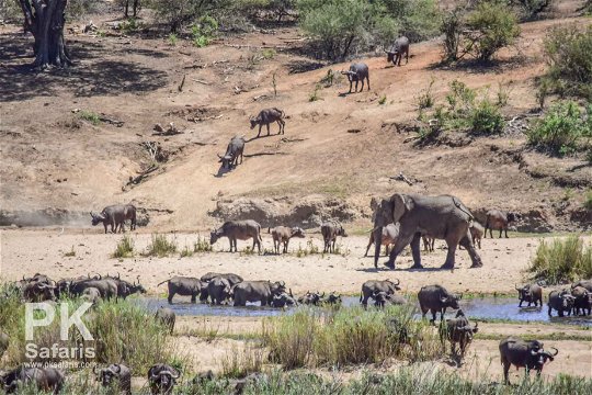 Scarce water sources cauaing stress in animals in the Kruger National Park near Nabana Lodge