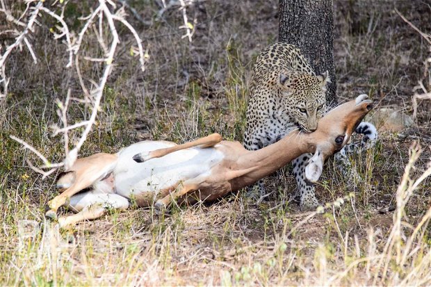 Leopard kill in Kruger National Park near Nabana Lodge