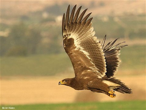 Steppe Eagle in flight, juveniles clay brown and adult dark chocolate brown. A juvenile A.n. oriental visited Nabaan Lodge, near Hazyview, in Dwecember 2015. Image taken from gallery on Wikipedia