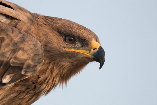 Close up image by Lior Kislev of the Steppe Eagle, a visitor in December 2015 at Nabana Lodge, showing the prominent yellow gape extending to beyond the eye, distiguishing it from the Tawny Eagle