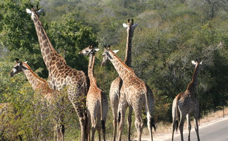 Tower of giraffe, Kruger National Park, Nabana Lodge, Phabeni gate, Hazyview