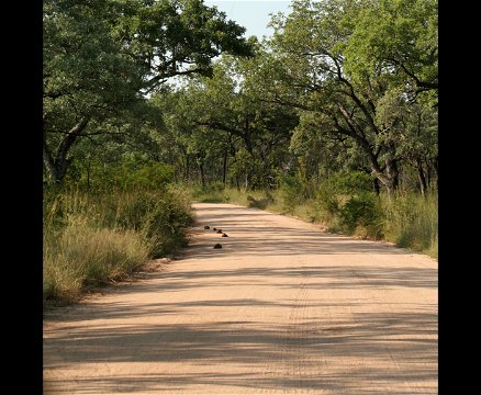 Roads of Kruger, Kruger National Park near Nabana Lodge