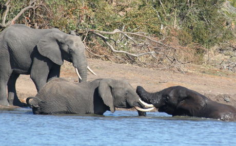 Elephants romping at a water hole in the Kruger National Park near Nabana Lodge