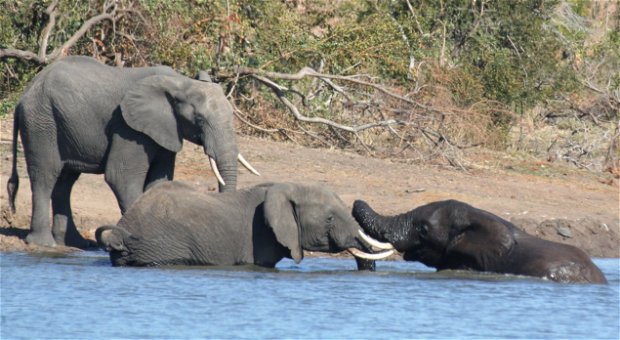 Elephants romping at a water hole in the Kruger National Park near Nabana Lodge