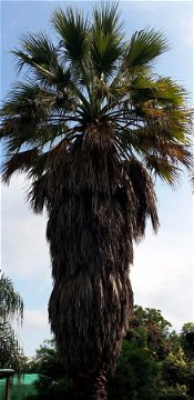 Bat and palm swift haven - Washingtonia robusta (Mexican Fan Palm) at Nabana Lodge