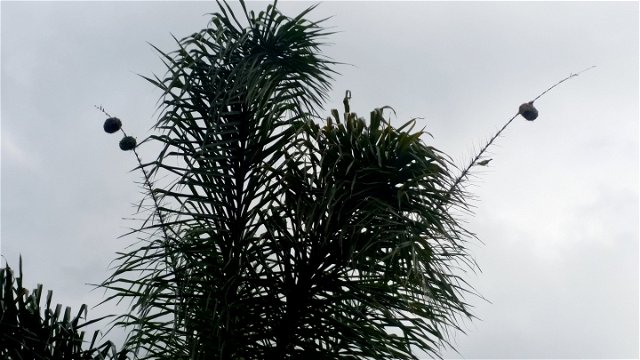 Multiple nests of the southern masked weaver, ploceus velatus