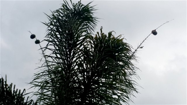 Balding Queen palm due to nesting southern masked weaver Ploceus velatus