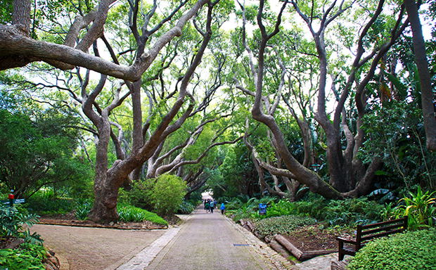 Kirstenbosch National Botanical Garden Kirstenbosch National Botanical Garden