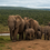 Addo Elephant National Park - A Conservation Success Story in South Africa