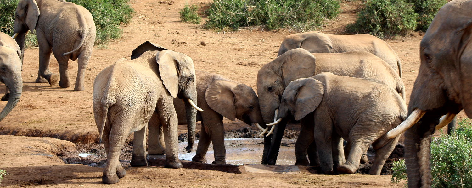Addo Elephant National Park Safari
