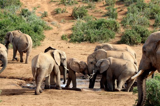 2 Day Addo Elephant Park Safari