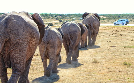 Addo Elephant National Park Safari