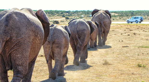 Addo Elephant National Park Safari