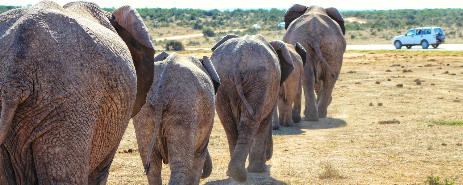Addo Elephant National Park Safari