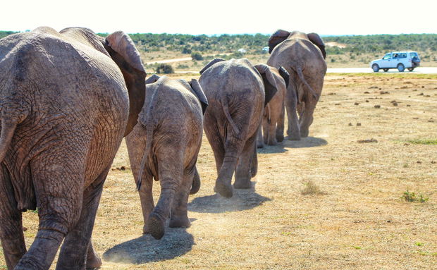 Addo Elephant National Park Safari