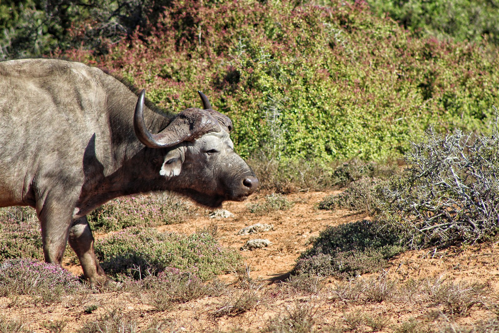 Addo Elephant Park Safari