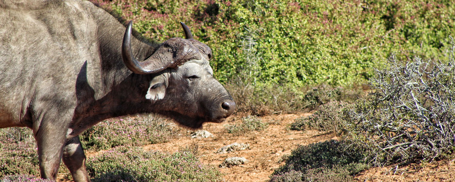 Addo Elephant Park Safari