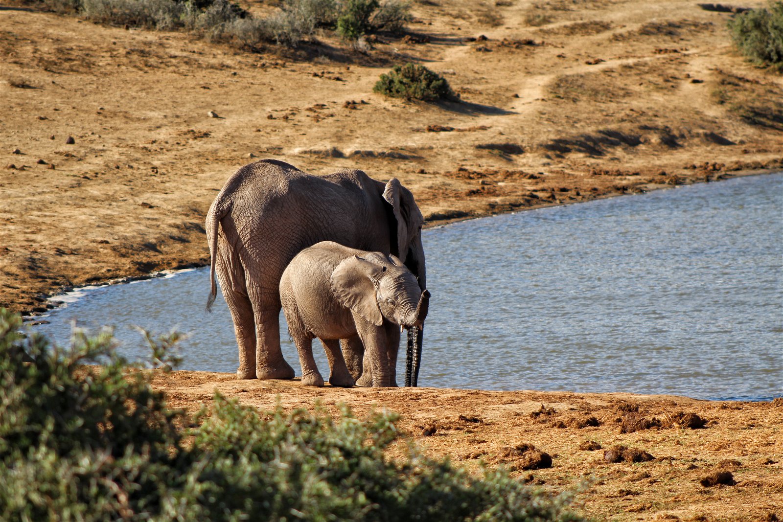Addo Elephant Park Safari