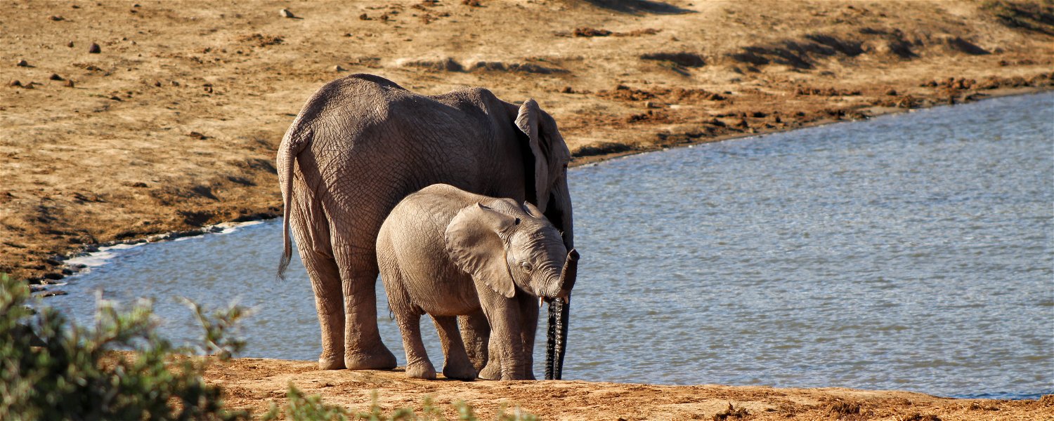 Addo Elephant Park Safari