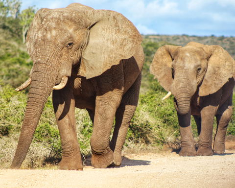 Addo Elephant Park Safari