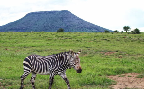 Mountain Zebra National Park