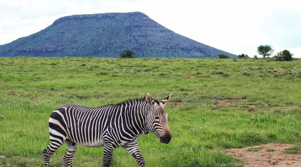 Mountain Zebra National Park