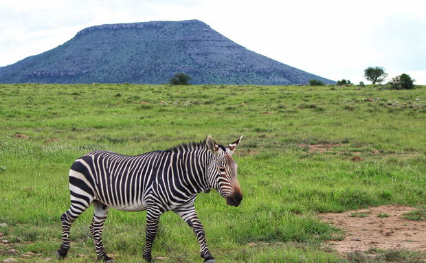 Mountain Zebra National Park Mountain Zebra National Park