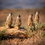 South Africa Safaris & Garden Route Tours: Why Small Group Travel Makes All the Difference