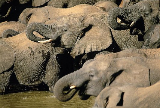 Addo Elephant Park Day Tour Port Elizabeth