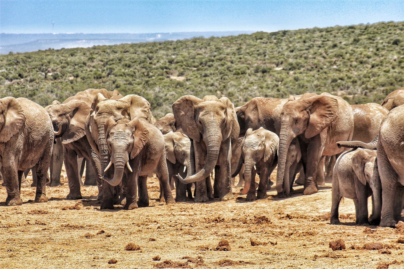 2 Day Addo Elephant Park Safari