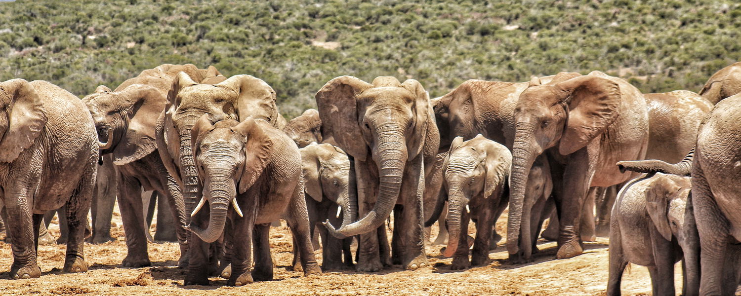 2 Day Addo Elephant Park Safari