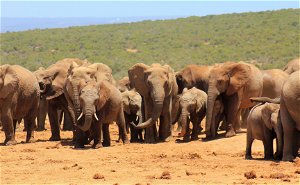 Addo Elephant Park Full Day Safari