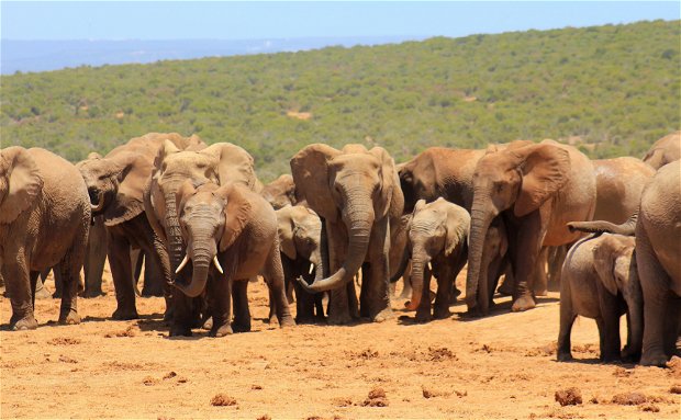 Addo Elephant Park Safari