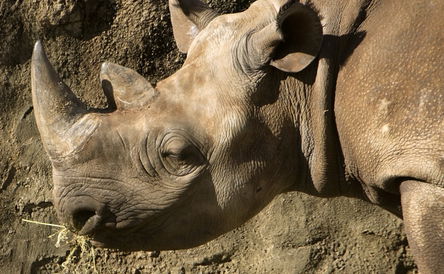 Big 5 Private Game Reserve 